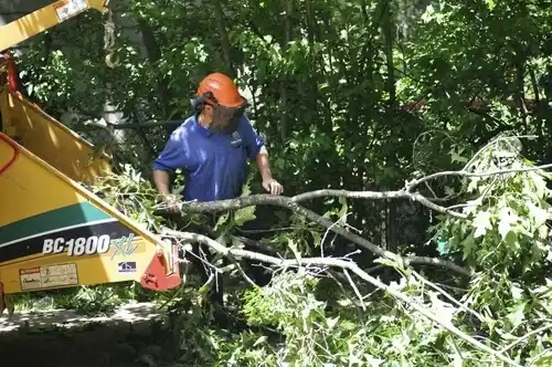 tree services Peralta